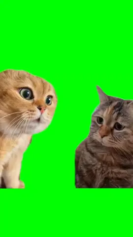 ترند القطط | Green Screen Talking Cats Meme   #ترند_القطط #كروما #رياكشن #الشعب_الصيني_ماله_حل😂😂 #trending #ميمز #greenscreen #Haa #بهجت_صابر #fypシ #القطط #ترند 