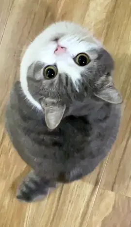 The chipi cat is here! #cat #meme #cutepet #catsoftiktok 