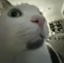 so pra nao ficar sem postar#catmemes #fyp #viral #cats #backgroundvideo #meme #shitposting #shitpost #viral #engraçado #lol 
