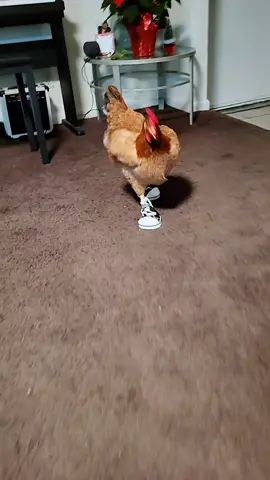 Chicken wearing shoes 🤣 running chicken 🐔 #chicken more passion, more energy 😋 