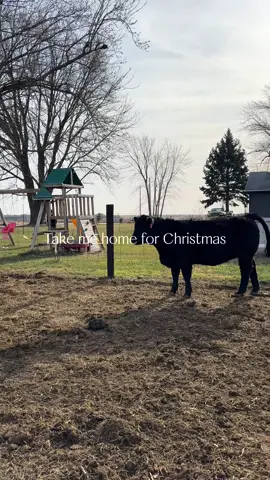Ok, we may not have gotten a white christmas this year, but it is still always a pleasure getting to live out my “city girl” and “farm boy” hallmark movie each year when we go back to my husband’s hometown to see the family, and spend time on the farm. This has been a REALLY difficult holiday season for me for a lot of reasons, but honestly grateful for all the memories weve been able to create, despite all that.  Cheers to a better 2024 ♥️ #homefortheholidays #iowa #farmland #christmasonthefarm #familytime 