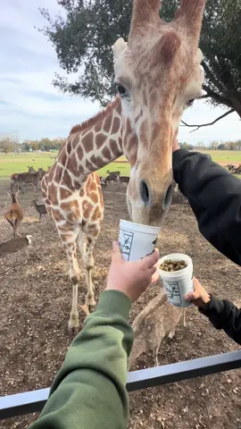 Global Wildlife in Folsom, LA #globalwildlife #folsomlouisiana #wildlifecenter #wildlifetour #girrafe #zebra 