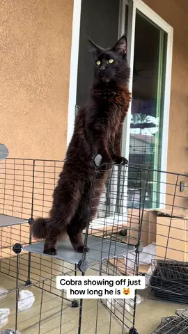 #mainecoon #majestic #viralvideo #foryou #foryoupage #fyp 