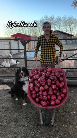 Kalan at the Rylee Ranch: Lets find out what the goats do with a wheelbarrow of pomegranates!  ##ryleeranch##kalanrylee##followme##foryou##foryoupage##fyp##trending##tiktok##Love##animals##viral##outdoor##fall##farm##farmlife##dailylife##gayboy##farmboy##alberta ##asmr##asmrsounds##asmrvideo##asmrtiktoks##asmrfood##asmreating##goatasmr ##maplethegoat##dollythegoat ##goat##stitchthegoat##lilothegoat##moanathegoat##annathegoat##elsathegoat##marythegoat##tinkerbellthegoat##alicethegoat##goatsoftiktok##pomegranate #bernesemountaindog #rayathebernesemountaindog #dog 
