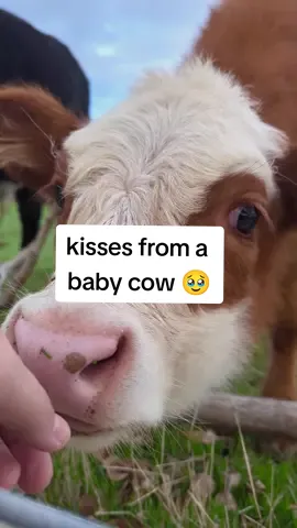 another one of life's sweet moments ☺️🐮 felt like a cats tongue lol #fyp #foryoupage #cow #babycowsoftiktok #babycow #cow 