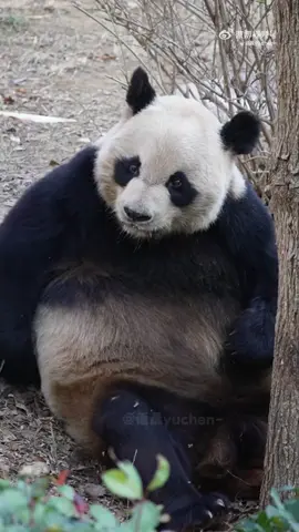 Lạc Mất Quần: Tại sao mình lại đẹp trai thế này #gautruc #panda
