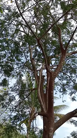 cara panen Pete agar tidak rusak#panenpete #pete #pedagangkecil #fypシ 