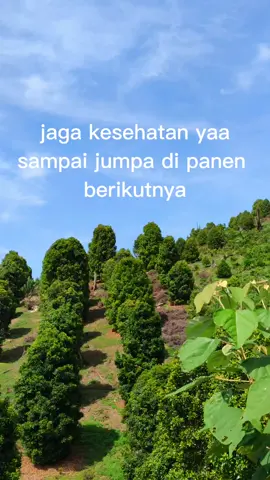 #bugispred🏝️  #petanicengkeh 
