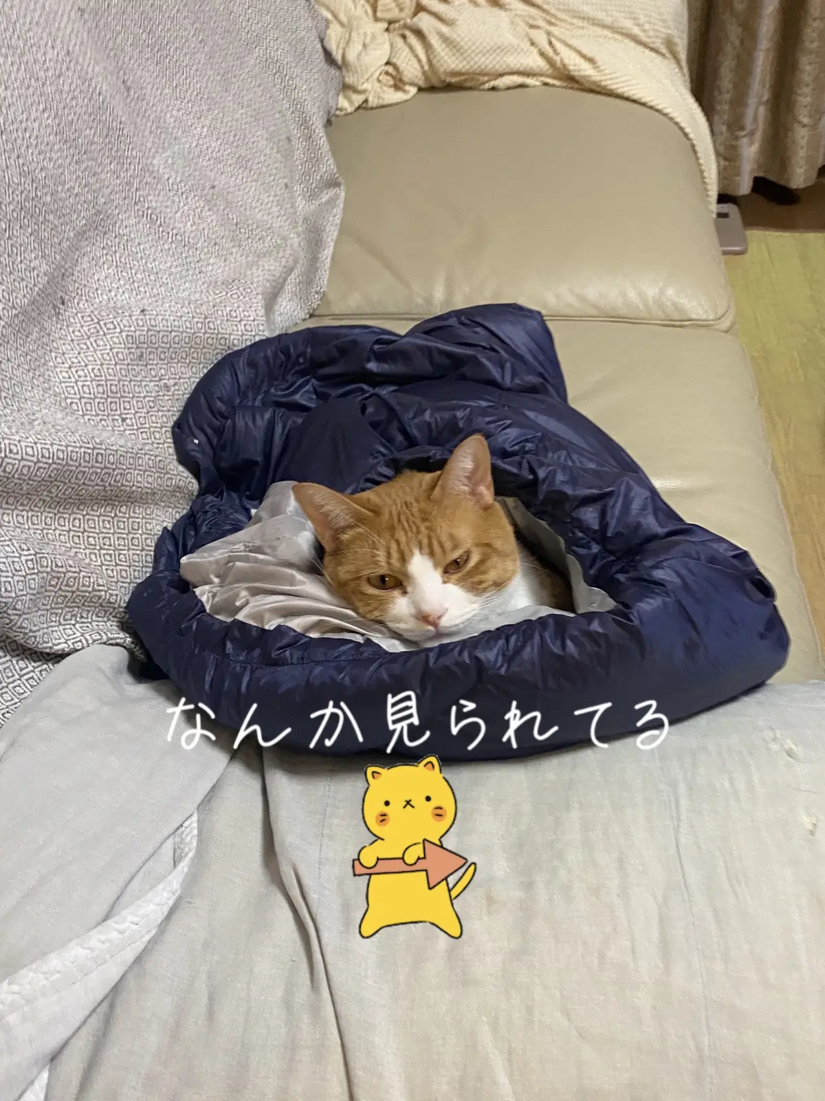 チャイ坊に見つめられてたと思ったら おかーさんの服にくるまってたニャ かわちいෆ˚* #猫のいる暮らし #猫あるある