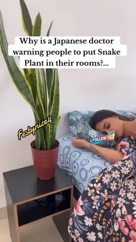 Why is a Japanese doctor warning people to put Snake Plant in their rooms?... See more#homemade #Recipe #trendingvideo #viralvideo #tikviralvideo #fypシ゚viral #fyp #foryou #foryoupage #fyppppppppppppppppp #festynice4 