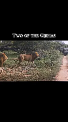 These Two Coalitions have been chasing each other all day & testing the waters. A Clash Is Now Inevitable ⚔️ Coalition Vs Coalition.#lion #liontiktok #lioncoalition #fyp 