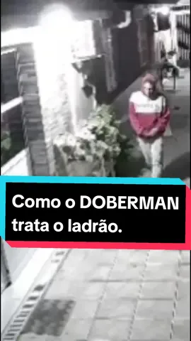 o que o doberman faz quando entra um ladrão na casa... #tiagoventura #doberman #humor #cachorro @Thiago Ventura 