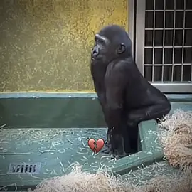 🤣😱 #CapCut #gorilla #dancing #monkey #dance #gorila #meme #twerking #funny #fyp #viral 