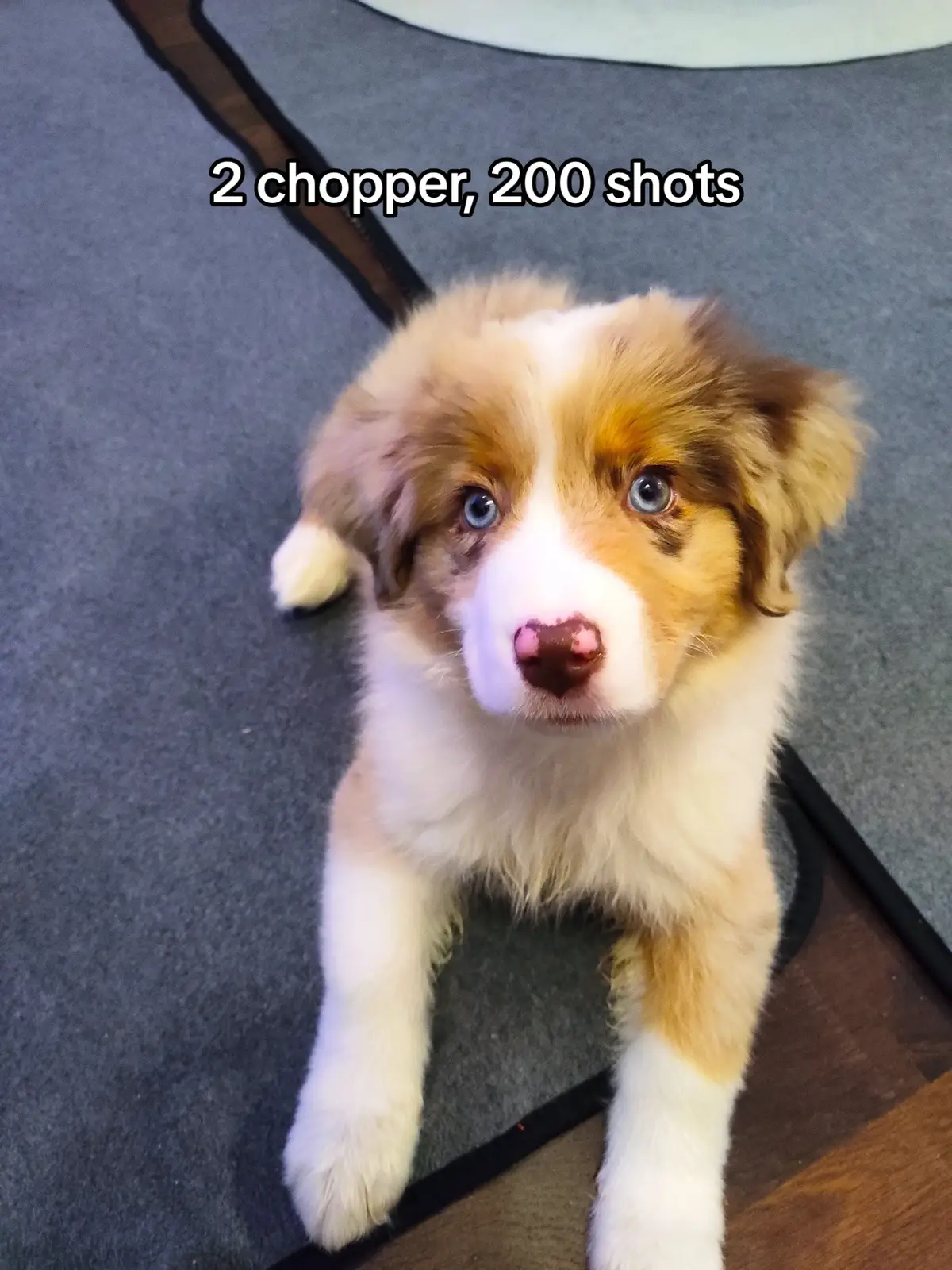 #fyp #fypシ #fypシ゚viral #miniatureamericanshepherd #mas #dog 