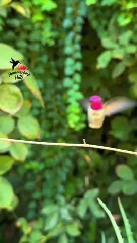 Shimmering beauty ✨ #hummingbirds #nature #annashummingbird  . Share this video with friends and family to spread the joy of hummingbirds ✨ . . © All rights reserved.  Don’t use without permission.  . . . #birds #naturelover #Outdoors #birdwatching #gardenbirds #featherperfection #instabirds #wildlife #hummingbirdfeeder #backyardbirds #birdsinflight #hummingbird  #hummingbirdsoftiktok #asmr #foryou #vibes #WeekendVibes #viral #fyp #foryoupage #reels #birdreels #naturereels #reels__tiktok #viralvideo 