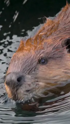 Did you know beavers are conservationists, too? A small number of beavers can build dozens of dams, which improve the health of local rivers and diversify ecosystems for at-risk wildlife, like the Chinook salmon. In Washington state, the Chinook salmon is an important cultural and subsistence resource for the Tulalip Tribe. With help from local beavers, biologists are hoping their damming skills will create the perfect habitats to Chinook salmon to thrive. Learn more on this weekend’s episode! 🦫 You can watch this, every past episode and more of Protecting the Wild on nbc.com #beavers #beaver #chinook #salmon #conservation 