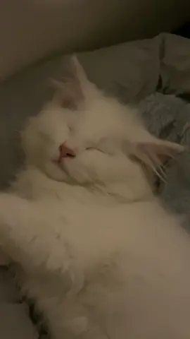 apu lagi bobo digangguin trs 😠