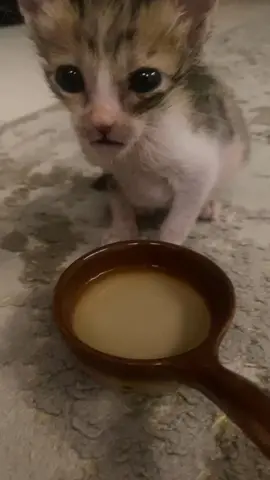 #draft baby mimi drinking water from a bowl for the first time!! (It’s the smallest sause bowl i found in the kitchen) #miraclethecat #kittensoftiktok #kittenlover #قطط_صغيرة #cattok 