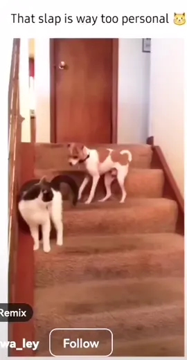 Cat smack gives dog the Zoomies with Voice Over LOL