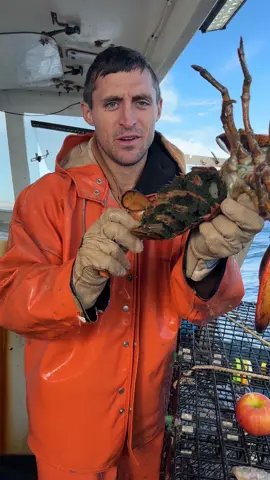 Huge egger vs apple! #maine #lobster #fishing #commercialfishing #seafood #ocean #interesting #sealife #educate #learn #sustainable