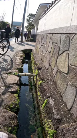 用水路が綺麗すぎる🥰 #綺麗な景色 #自然 #水綺麗 #長崎県 #beautiful #japan #nature 