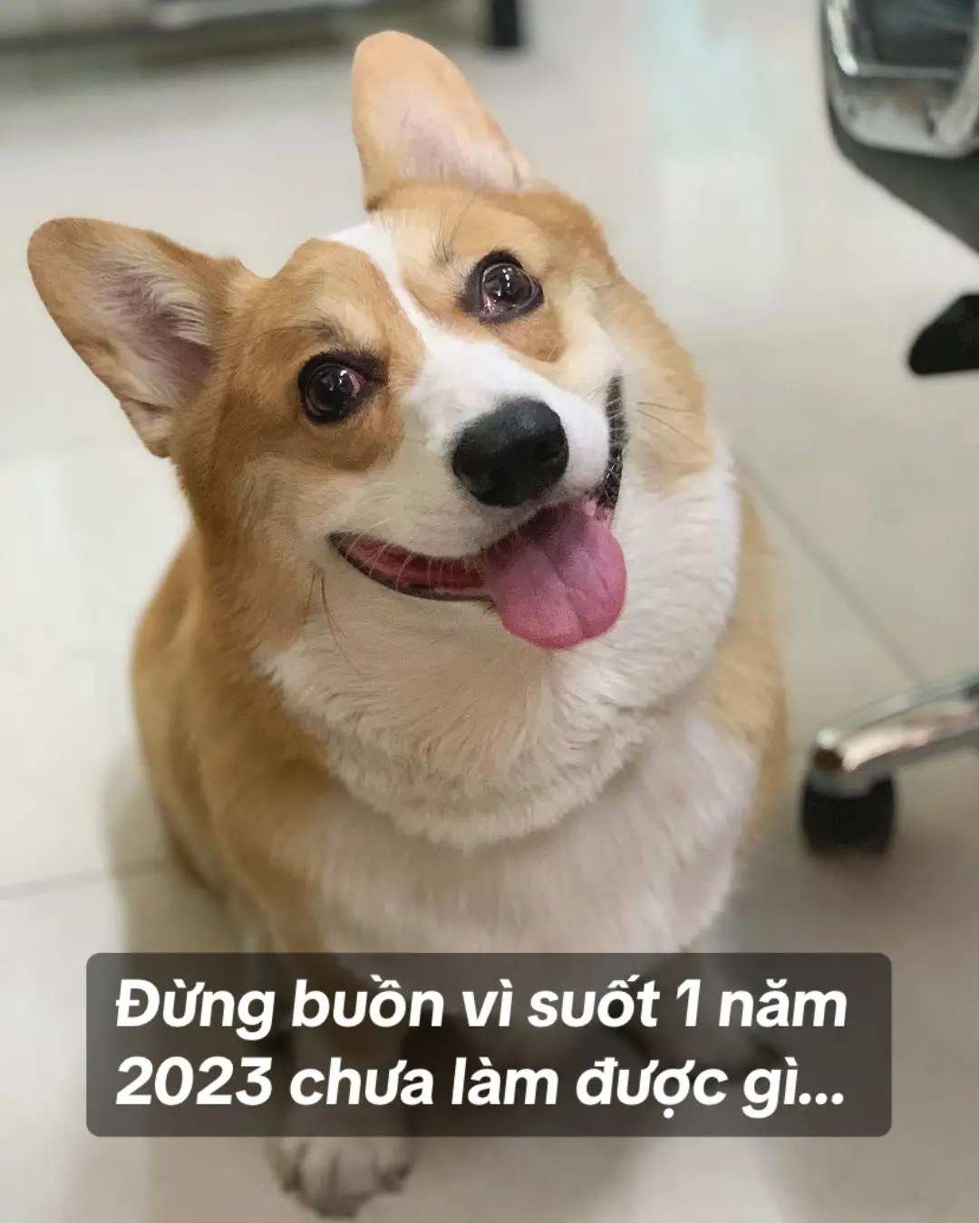 #CapCut #honhacho #chúchódễthương #petcute #cúnconđángyêu #dogsvideoontiktok #cutedogsontiktok #dogscute #corgidog #corgisoftiktok #corgi #cúnyêu #funnycutedogs #funnyvideos #doglover #pet #dogsoftiktok #haihuoc #haihuocvuinhon #fyp #fypシ #fypシ゚#viral #trending #viralvideo #xh #xhtiktok 