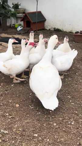 #animaleshablando #animals #patos #humoranimal 