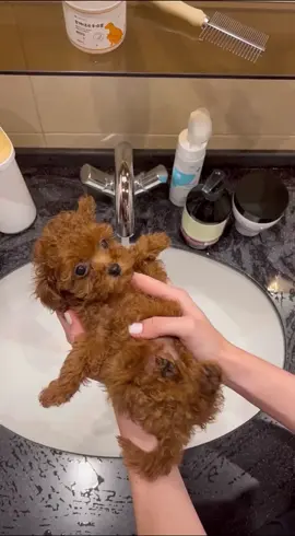 Little cutie 🥰 available ##puppies #dogs #poodlepuppies #usa🇺🇸 #teacuppuppies #puppy 