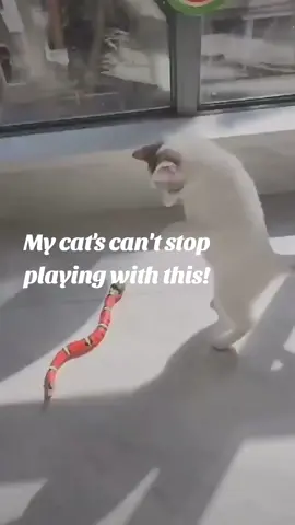 #catsoftiktok #smartsensingsnake  shopgalenci.com