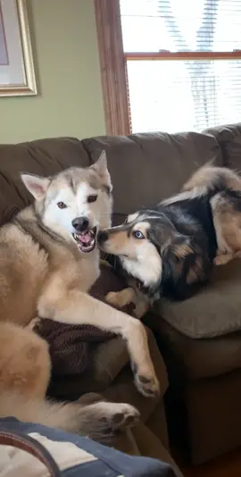 #huskies #huskiesoftiktok #dogsoftiktok #dogs #BestFriends 