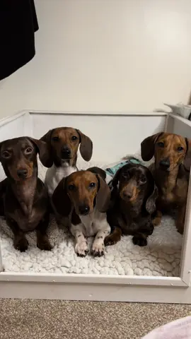 Preparations have begun… 🐶🤍 We are 3 weeks away from Olive’s due date and as she has started growing rapidly it’s time she has her own space for sleeping at night so she can become accustomed to her whelping pen. This means nothing is overwhelming to her and she is comfortable in her pen when the time comes to whelp. Everyone came to have a look and spend some time with her upstairs while I set it up and she seems very happy! What a sweet moment seeing Fig sniff around the exact place she was born with her Mum and our family almost a year later 🥹 #puppies #babydachshund #sausagedogs 