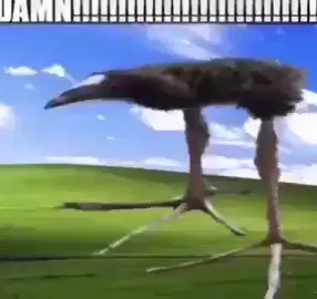 Обожаю эту птицу #птица #damn #meme #damn_bird_meme