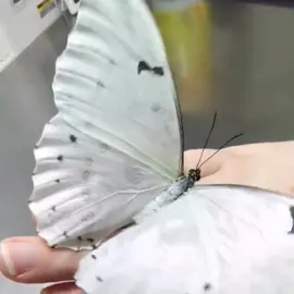 My heart is smaller than a flower, but it can hold a butterfly🦋#light #fyp #tiktok #happy 
