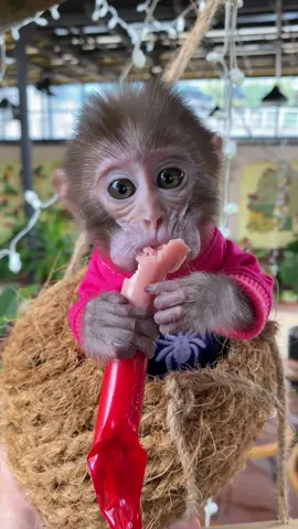 #monkey #monkeys #monkeydluffy #monkeycute #monkeybaby #animals #meme 