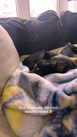 #dogvision 