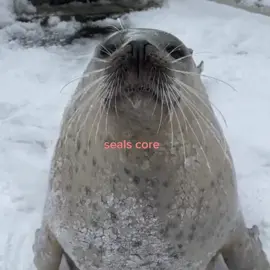 life is seals #seal #seals #cute #wii #core #xyzbca #parati #foryou #foca 