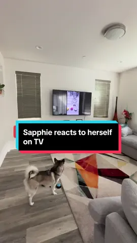 Sapphie reacts to herself on TV 😂😂😂 #funnydog #dogs #dogsofttiktok #fyp 