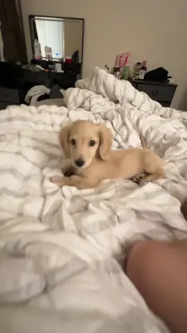 My longhair mini cream dachshund Oyster (hes a mischievous rat that wont leave me alone) 