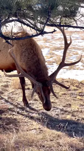 Here’s the same bull from my last post taken on a 9 degree morning yesterday!  www.GoodBullGuided.com  #Photography #wildlife #nature #colorado #reels #goodbull #elk #bullelk 