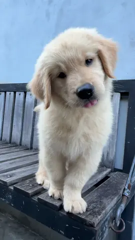 Confused #goldenretriever #momothegolden #fyp #goldenretrieverpuppy #puppydog #dog 