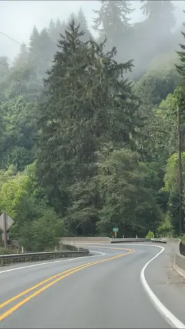 2 minutes of beautiful drive between evergreens in Oregon #oregon #driving #pnwexplored #roadsofthepnw #pnwlife #upperleftusa #oregonroad #relaxing #newportoregon #upperleftusa #happysoul 