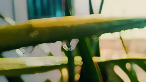 #CapCut #cinematic  lidah buaya