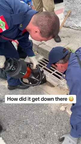 (Posting for journalistic purposes) firefighters helped free a #capybara which ended up under a drain gate! He was fine and happily joined his family after (🎥: IG/garafitpole)