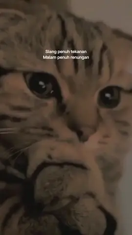 semua penuh renungan😢#storysad🥀 #katakatasadvibes #fypシ゚viral #kucingsad#renunganhati  #lantunansholawat #Lagu Sedih Galau Sad #story sad