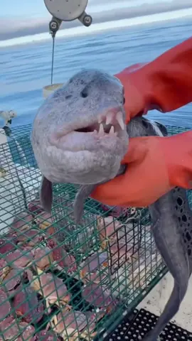 #onthisday #natgeo #commercialfishing 