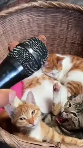 pov: cat try singing #funnycat #kucinglucu #cutecat #kucingoren #catsoftiktok #ngakak #trend 