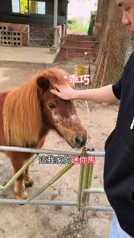 脾氣差的黑馬#莊園 #馬 #直播主 #直播帶貨 #公主派對 #程式派對王 