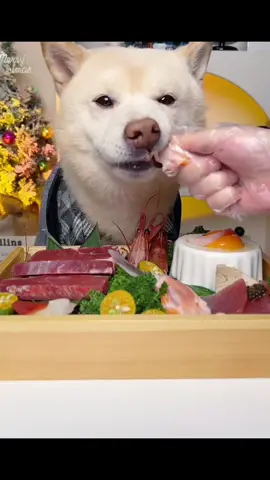 dog like to eat  #dogeat #dog #pets #funnydog #tiktok 
