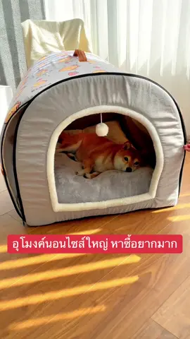 #ที่นอนหมาใหญ่ #หมาใหญ่ #ที่นอนสัตว์เลี้ยง #ทาสหมา🐕 #ทาสหมา 