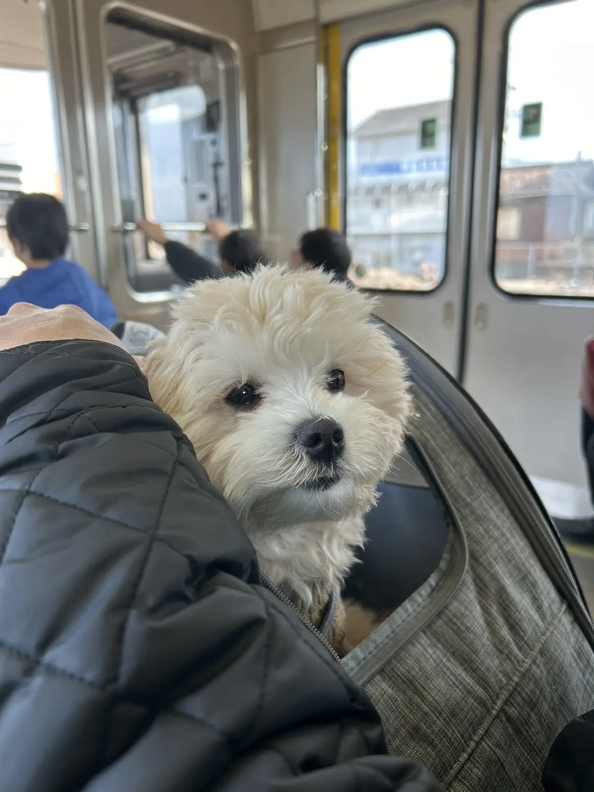 僕も電車乗れるようになったよぉ🚃🚃 #マルプー子犬 #まるぷー子犬 #大阪犬 #マルプー #パピー犬がいる暮らし #マロン #puppy #マルプー男の子 #まろ助 #まろさん #パピー 